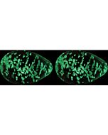 Firefly bolas kegel cristal