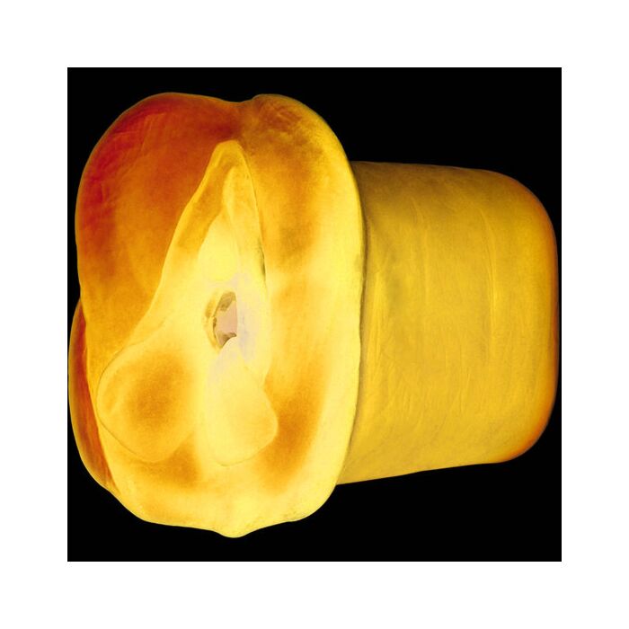 Apollo masturbador dual density azul